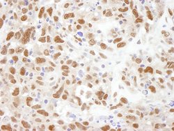 Bub3 Polyclonal Antibody, Bethyl Laboratories 100 &mu;L; Unconjugated:Antibodies,
