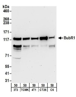 BubR1 Rabbit anti-Human, Mouse, Rat, Polyclonal, Bethyl Laboratories 100