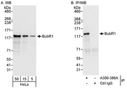 BubR1 Rabbit anti-Human, Mouse, Rat, Polyclonal, Bethyl Laboratories 100