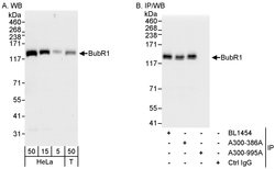 BubR1 Rabbit anti-Human, Polyclonal, Bethyl Laboratories 100 &mu;l; Unlabeled:Antibodies,