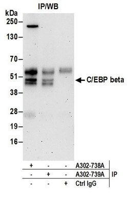 C/EBP beta Rabbit anti-Human, Polyclonal, Bethyl Laboratories 100 &mu;L;
