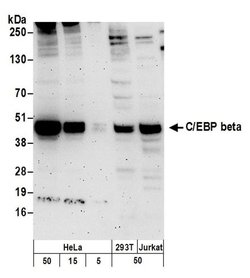 C/EBP beta Rabbit anti-Human, Polyclonal, Bethyl Laboratories 100 &mu;L;