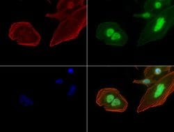 C-Jun Mouse anti-Canine, Human, Mouse, Rat, Clone: UMAB49, liquid, UltraMAB