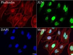 C-Jun Mouse anti-Canine, Human, Mouse, Rat, Clone: UMAB49, liquid, UltraMAB