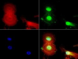 C-Jun Mouse anti-Canine, Human, Mouse, Rat, Clone: UMAB67, liquid, UltraMAB