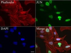 C-Jun Mouse anti-Canine, Human, Mouse, Rat, Clone: UMAB67, liquid, UltraMAB