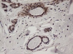 C-Jun Mouse anti-Canine, Human, Mouse, Rat, Clone: OTI2D11, lyophilized,