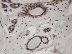C-Jun Monoclonal Antibody (OTI2D11), TrueMAB , OriGene 30 &mu;L; Unconjugated:Antibodies,