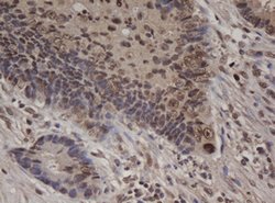C-Jun Mouse anti-Canine, Human, Mouse, Rat, Clone: OTI2D11, lyophilized,