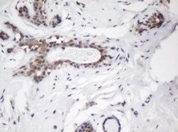 C-Jun Mouse anti-Human, Clone: OTI3C1, lyophilized, TrueMAB 100 &mu;g;