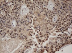 C-Jun Mouse anti-Human, Clone: OTI3C1, lyophilized, TrueMAB 100 &mu;g;