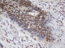 C-Jun Monoclonal Antibody (OTI3C1), TrueMAB , OriGene 100 &mu;L; Unconjugated:Antibodies,