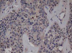 C-Jun Monoclonal Antibody (OTI7B10), TrueMAB , OriGene:Antibodies:Primary