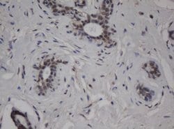 C-Jun Mouse anti-Human, Clone: OTI9F5, lyophilized, TrueMAB 100 &mu;g;