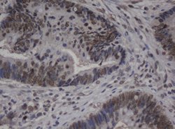 C-Jun Mouse anti-Human, Clone: OTI9F5, lyophilized, TrueMAB 100 &mu;g;