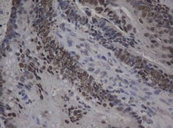 C-Jun Monoclonal Antibody (OTI9H10), TrueMAB , OriGene:Antibodies:Primary