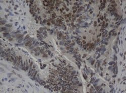 C-Jun Monoclonal Antibody (OTI3E2), TrueMAB , OriGene 100 &mu;L; Unconjugated:Antibodies,