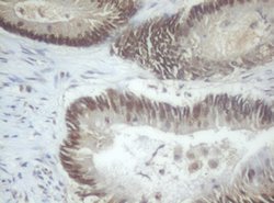 C-Jun Mouse anti-Human, Clone: OTI2B2, lyophilized, TrueMAB 100 &mu;g;