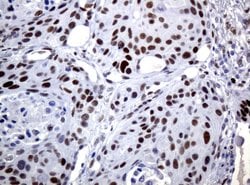 C-Jun Mouse anti-Canine, Human, Mouse, Rat, Clone: UMAB49, liquid, UltraMAB