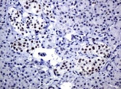 C-Jun Mouse anti-Canine, Human, Mouse, Rat, Clone: UMAB49, liquid, UltraMAB