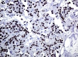 C-Jun Mouse anti-Canine, Human, Mouse, Rat, Clone: UMAB49, liquid, UltraMAB