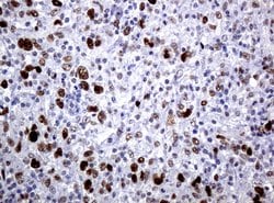 C-Jun Mouse anti-Canine, Human, Mouse, Rat, Clone: UMAB49, liquid, UltraMAB