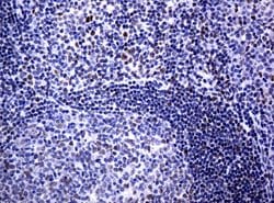 C-Jun Mouse anti-Canine, Human, Mouse, Rat, Clone: UMAB49, liquid, UltraMAB
