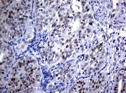 C-Jun Mouse anti-Canine, Human, Mouse, Rat, Clone: UMAB67, liquid, UltraMAB