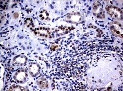 C-Jun Mouse anti-Canine, Human, Mouse, Rat, Clone: UMAB67, liquid, UltraMAB