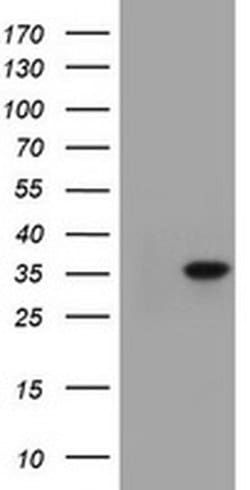 C-Jun Monoclonal Antibody (OTI8A6), TrueMAB , OriGene 100 &mu;L; Unconjugated:Antibodies,