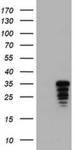 C-Jun Monoclonal Antibody (OTI3C1), TrueMAB , OriGene 100 &mu;L; Unconjugated:Antibodies,