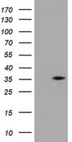 C-Jun Monoclonal Antibody (OTI3B3), TrueMAB , OriGene 100 &mu;L; Unconjugated:Antibodies,