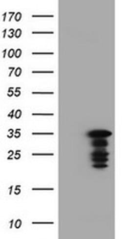 C-Jun Monoclonal Antibody (OTI7B10), TrueMAB , OriGene 100 &mu;L; Unconjugated:Antibodies,