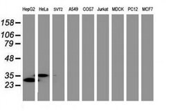 C-Jun Monoclonal Antibody (OTI7B10), TrueMAB , OriGene:Antibodies:Primary