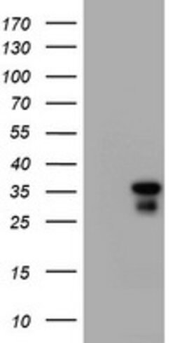 C-Jun Mouse anti-Human, Clone: OTI9A11, lyophilized, TrueMAB 100 &mu;g;