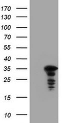 C-Jun Monoclonal Antibody (OTI9F5), TrueMAB , OriGene:Antibodies:Primary