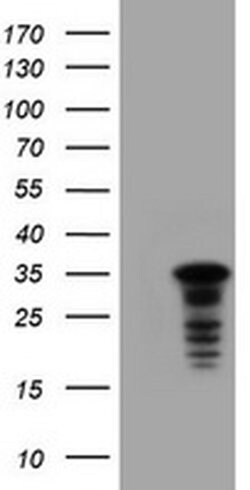 C-Jun Monoclonal Antibody (OTI9H10), TrueMAB , OriGene 100 &mu;L; Unconjugated:Antibodies,