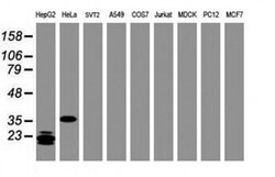 C-Jun Monoclonal Antibody (OTI9H10), TrueMAB , OriGene:Antibodies:Primary