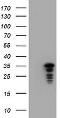 C-Jun Monoclonal Antibody (OTI3E2), TrueMAB , OriGene 100 &mu;L; Unconjugated:Antibodies,