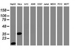 C-Jun Monoclonal Antibody (OTI3E2), TrueMAB , OriGene 100 &mu;L; Unconjugated:Antibodies,
