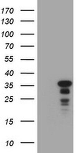 C-Jun Monoclonal Antibody (OTI10C2), TrueMAB , OriGene:Antibodies:Primary