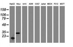 C-Jun Monoclonal Antibody (OTI10C2), TrueMAB , OriGene:Antibodies:Primary