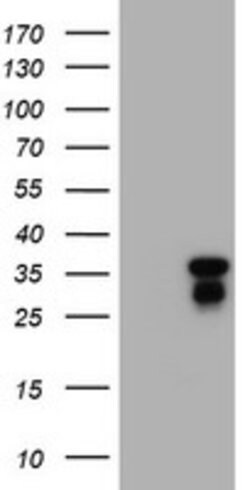 C-Jun Mouse anti-Canine, Human, Mouse, Rat, Clone: OTI2A4, lyophilized,