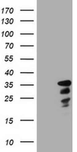 C-Jun Monoclonal Antibody (OTI3F2), TrueMAB , OriGene 100 &mu;L; Unconjugated:Antibodies,