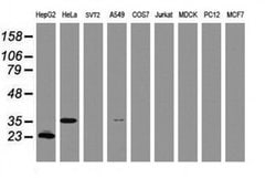 C-Jun Monoclonal Antibody (OTI3F2), TrueMAB , OriGene 100 &mu;L; Unconjugated:Antibodies,