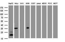 C-Jun Mouse anti-Human, Clone: OTI2B2, lyophilized, TrueMAB 100 &mu;g;