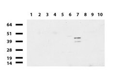 C-Jun Mouse anti-Canine, Human, Mouse, Rat, Clone: UMAB49, liquid, UltraMAB