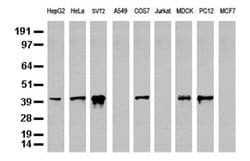 C-Jun Mouse anti-Canine, Human, Mouse, Rat, Clone: UMAB67, liquid, UltraMAB