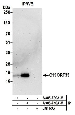C19ORF33 Polyclonal Antibody, Bethyl Laboratories 20 &mu;L; Unconjugated:Antibodies,