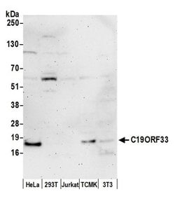 C19ORF33 Polyclonal Antibody, Bethyl Laboratories 20 &mu;L; Unconjugated:Antibodies,